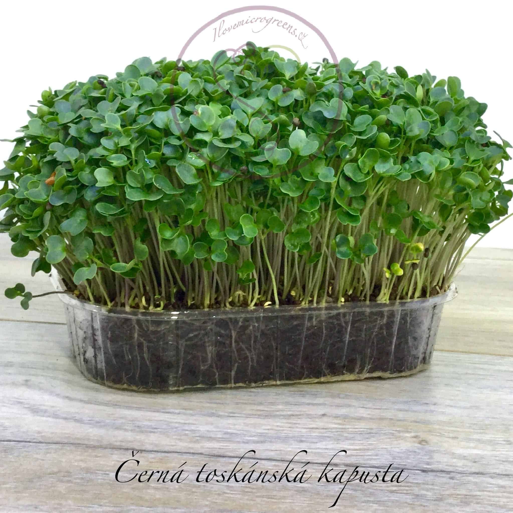 10černá toskánská kapusta (2)