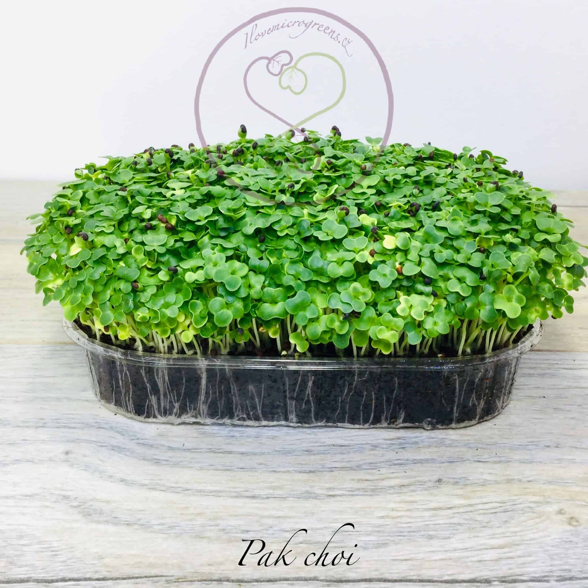 19pak choi