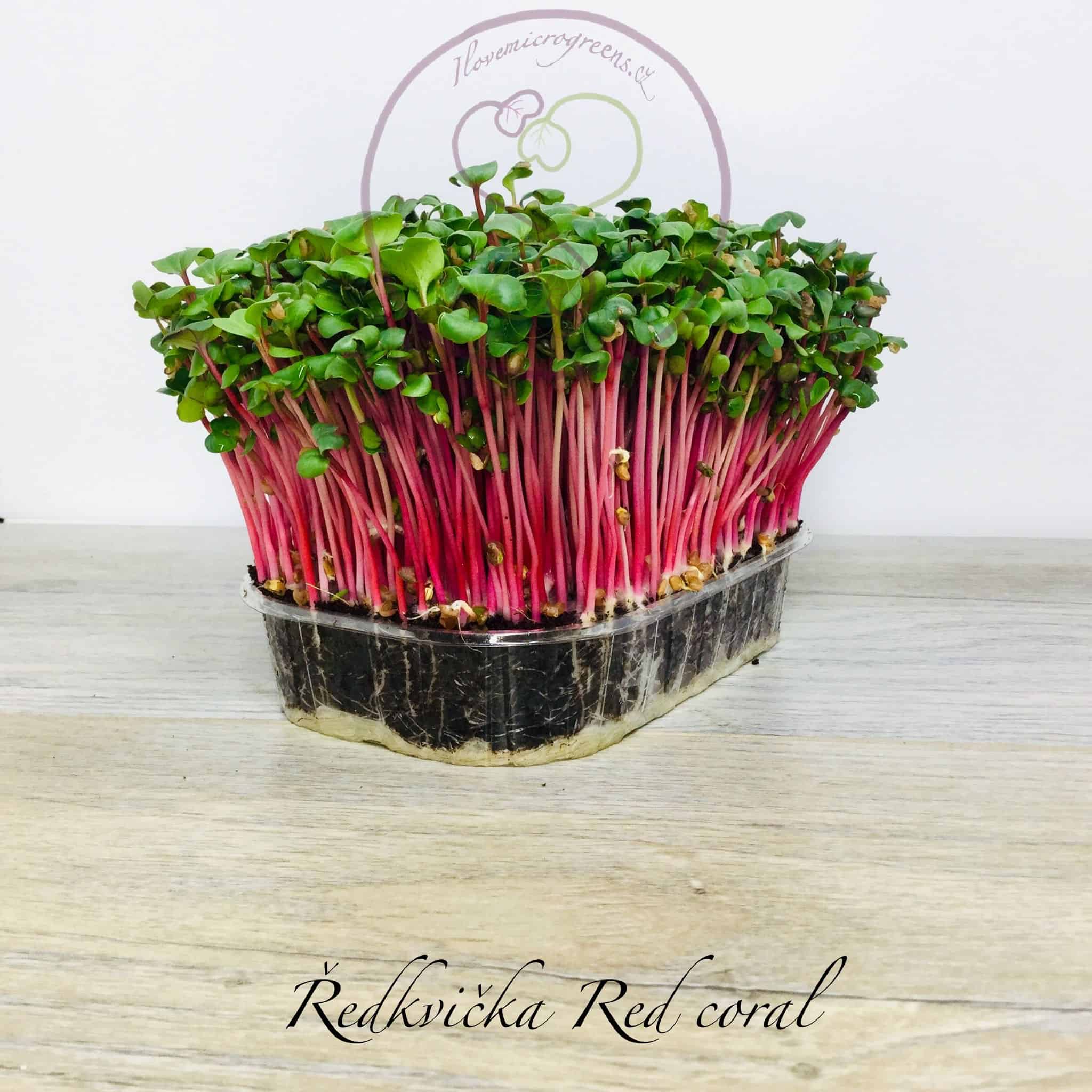 2ředkvička red coral (2)